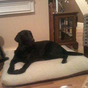 Meet your Posher, Dan